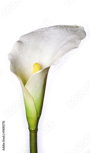 Calla lilly