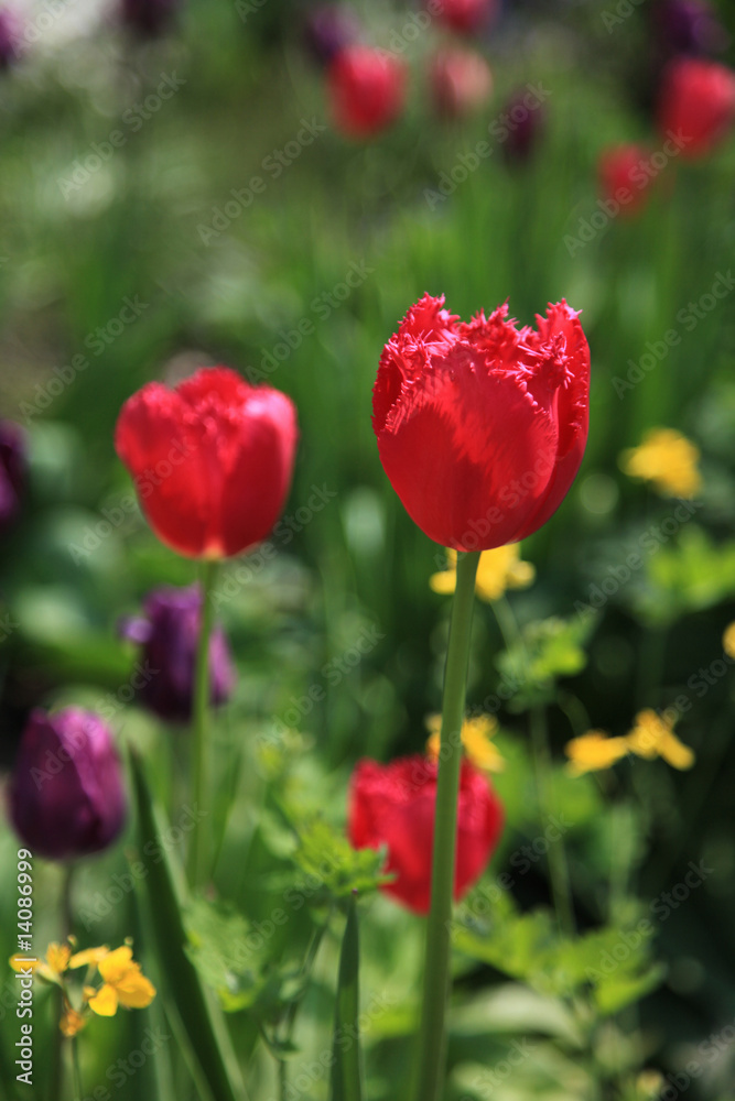 Tulpenserie Postergrösse