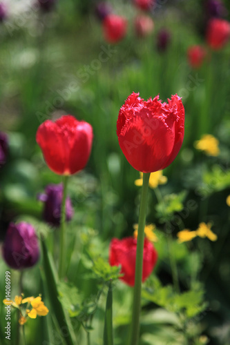 Tulpenserie Postergrösse