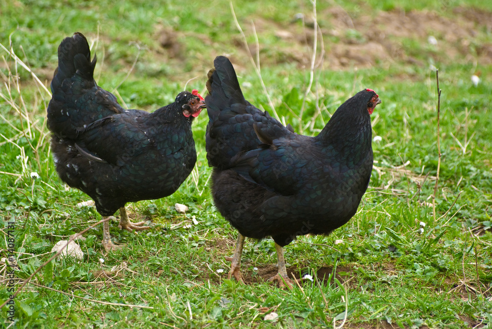 Fototapeta premium Two black hens