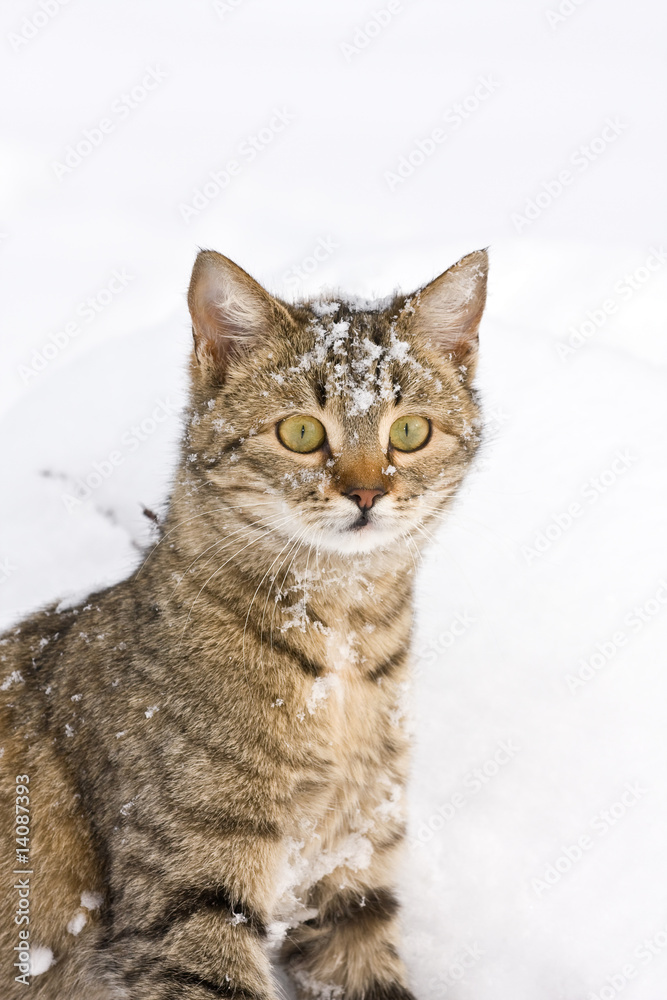 cat in snow cat in snow