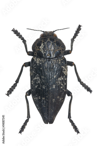 Capnodis cariosa photo