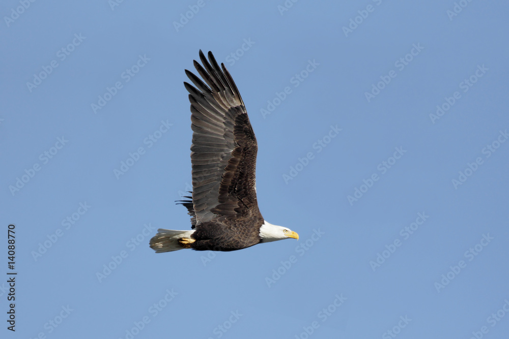 Bald Eagle (haliaeetus leucocephalus) Bald Eagle (haliaeetus leucocephalus)