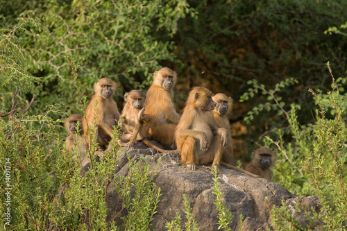Baboon family group photo