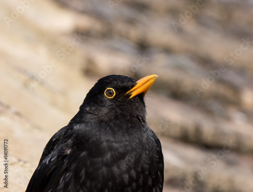 Blackbird Close-up