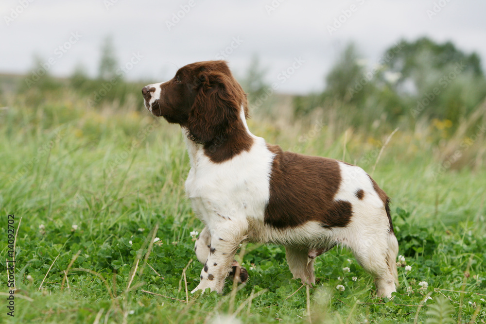 pose statique et fière du jeune english springer spaniel pose statique et fière du jeune english springer spaniel