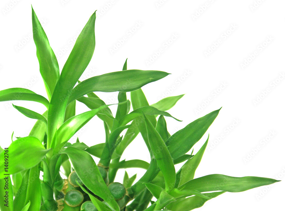 Obraz premium lucky bambou