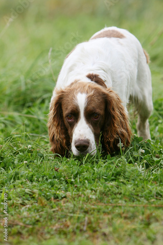 english springer spaniel adulte reniflant au sol dans le jardin © Dogs