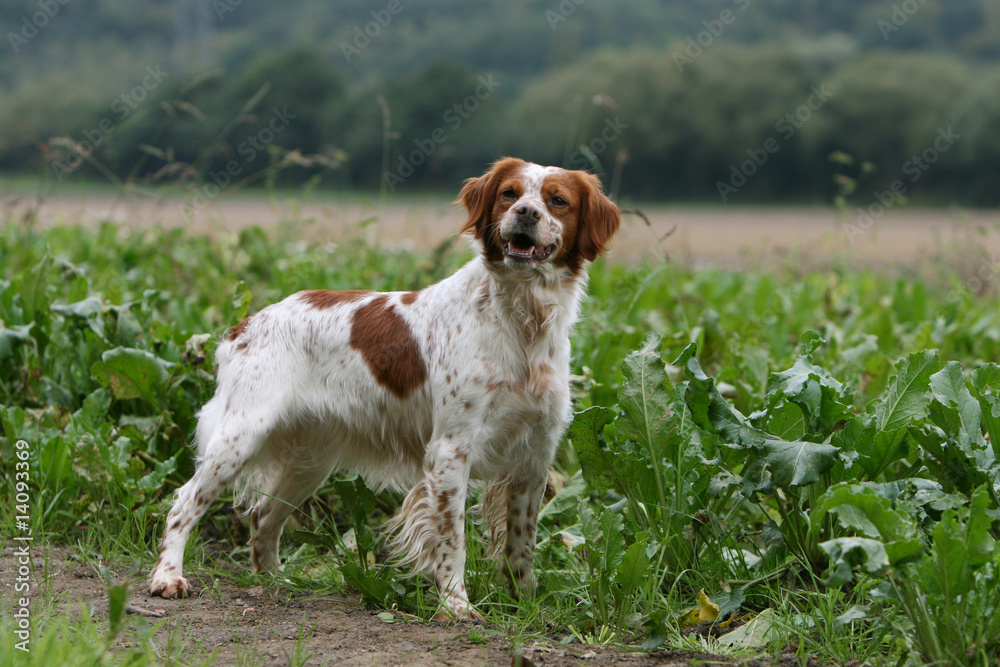 épagneul breton adulte attentif le regard en éveil épagneul breton adulte attentif le regard en éveil