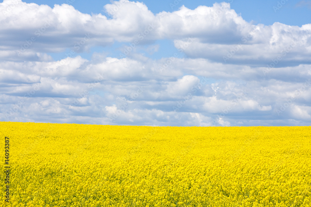 Rape field Rape field