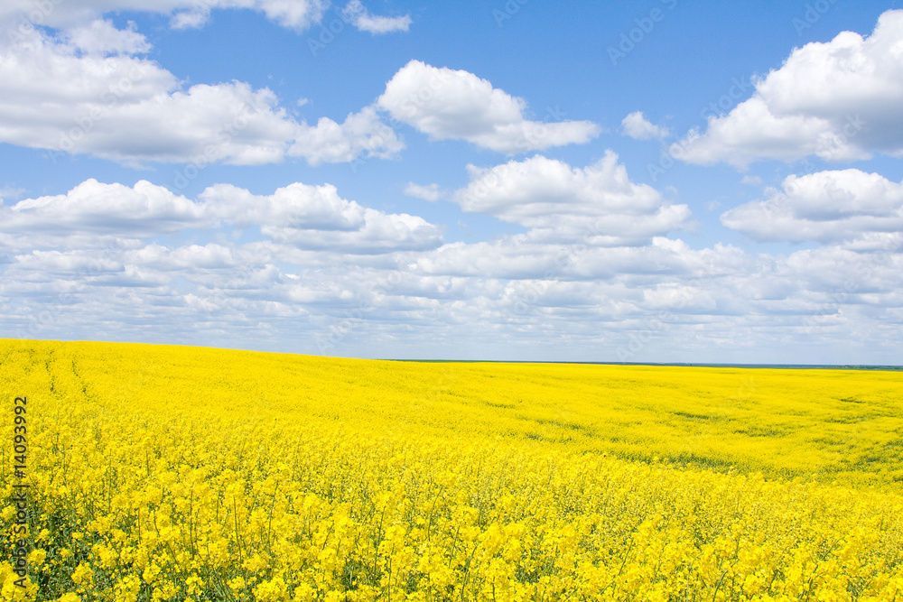 Rape field Rape field