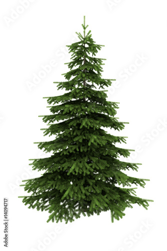 spruce tree isolated on white background with clipping path