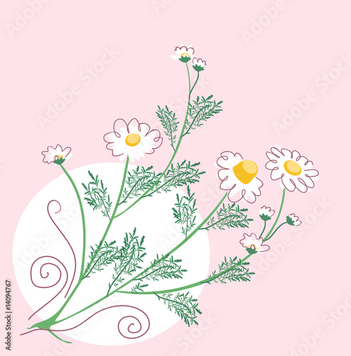 simlpe botanical chamomile