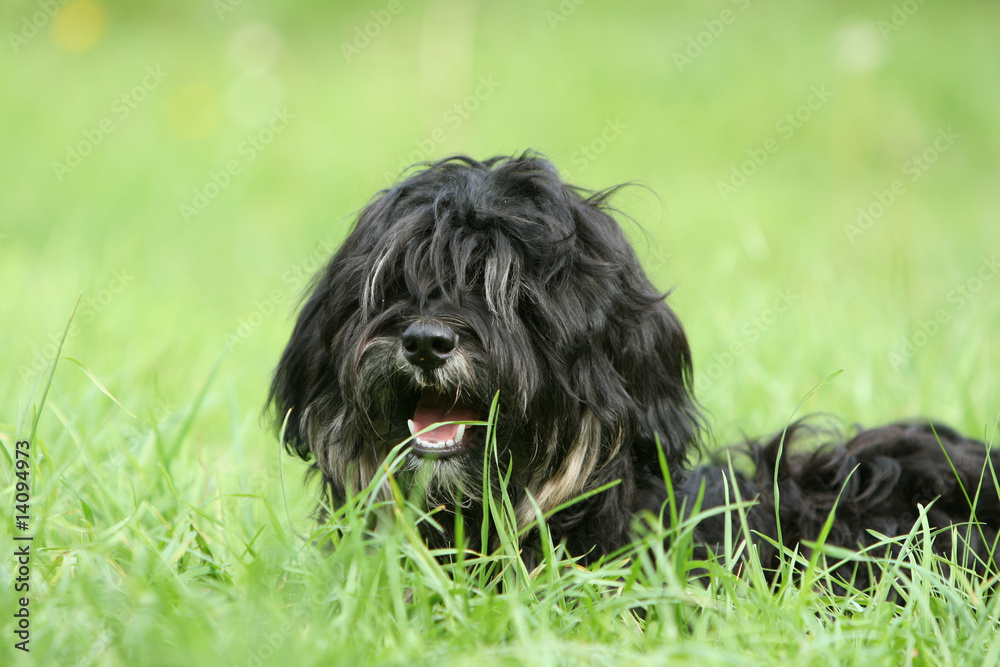 terrier du tibet allongé joyeux dans l'herbe vu de près
