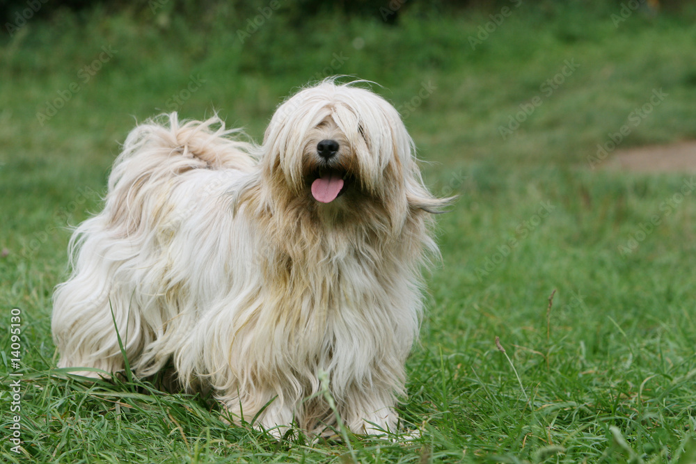 balade joyeuse pour le terrier du tibet  la campagne en été