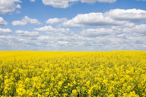 Rape field © OlegD