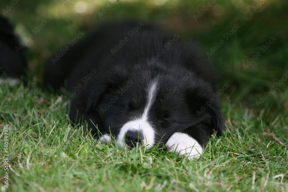 petit border collie noir et blanc endormi sur la pelouse petit border collie noir et blanc endormi sur la pelouse