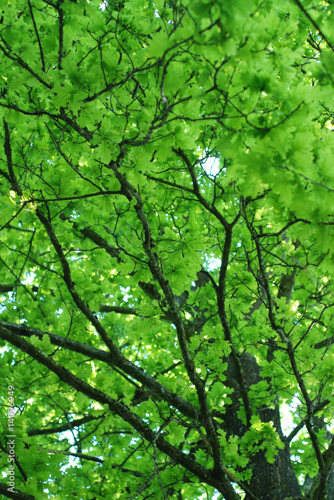Oak tree Oak tree