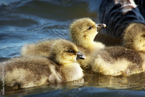 A gaggle of Greylag Goslings © Katie Little