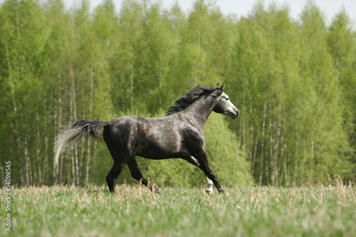 arabian stallion galloping