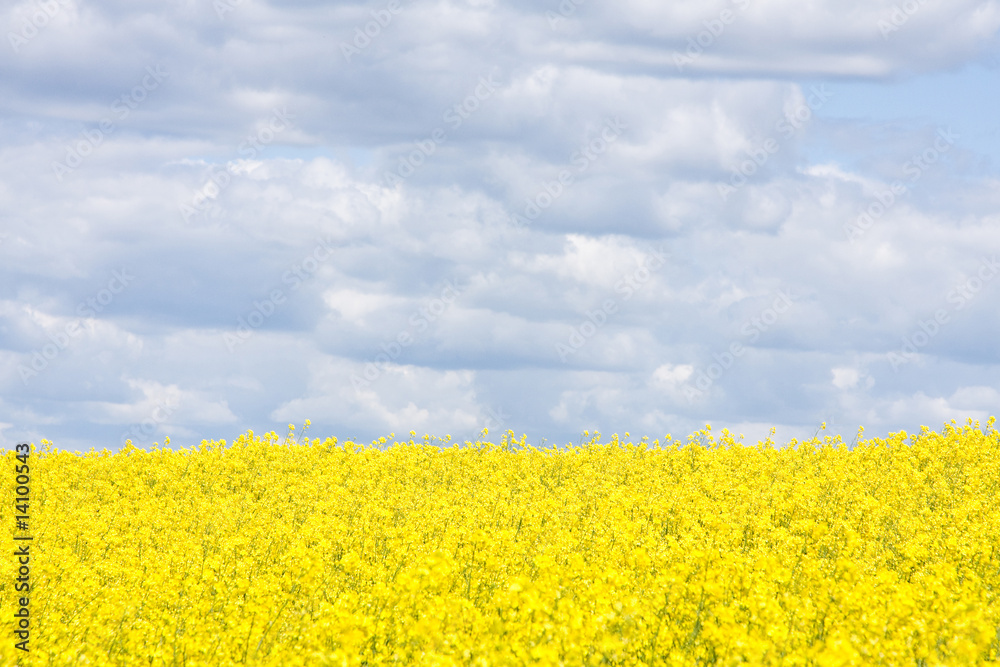 Rape field Rape field