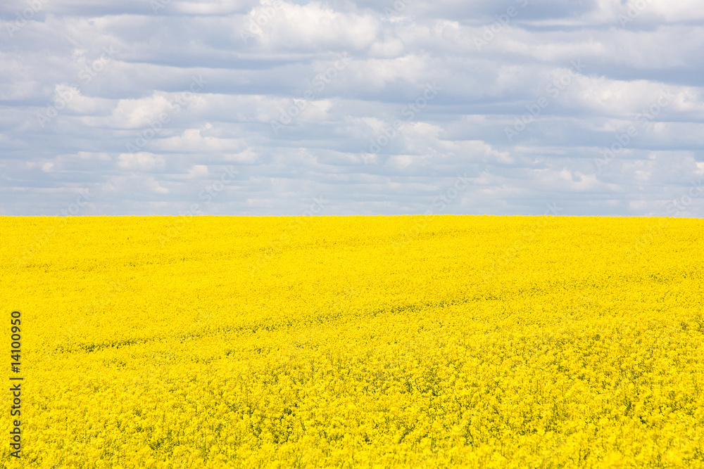 Rape field
