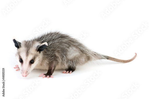 Common Opossum