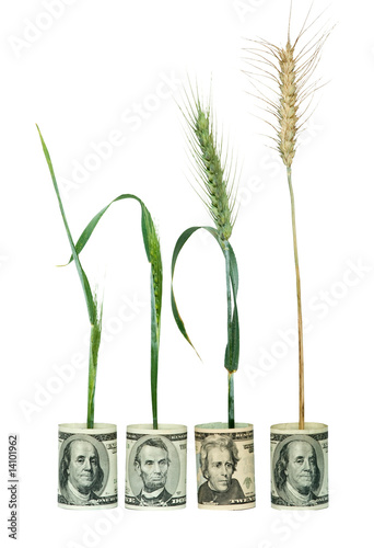 Wheat plants growing from folded dollar bills photo