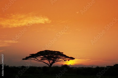 Acacia Tree at Sunrise