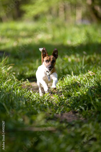 Running Jack © Gilly Smith