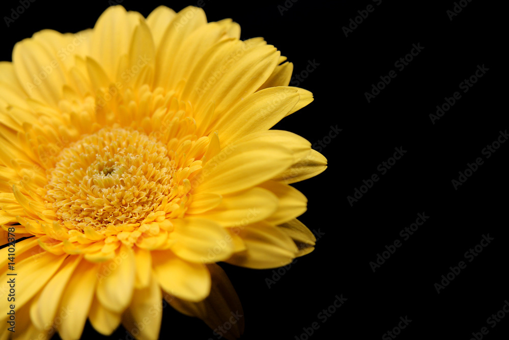 Gerbera