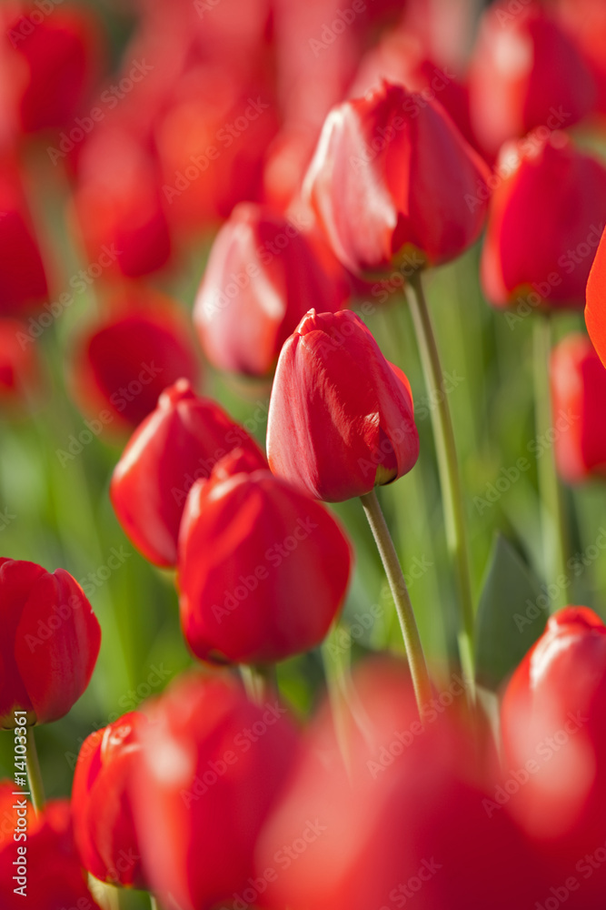 Fototapeta premium Feld mit roten Tulpen