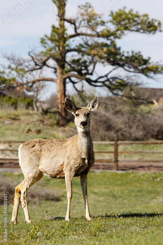 Mule Deer on Country Property
