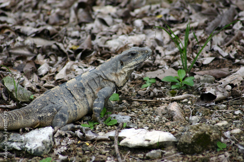 Iguana