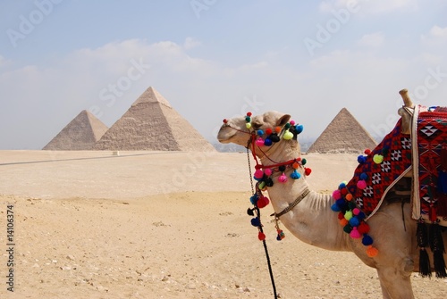 Dromadaire devant les pyramides