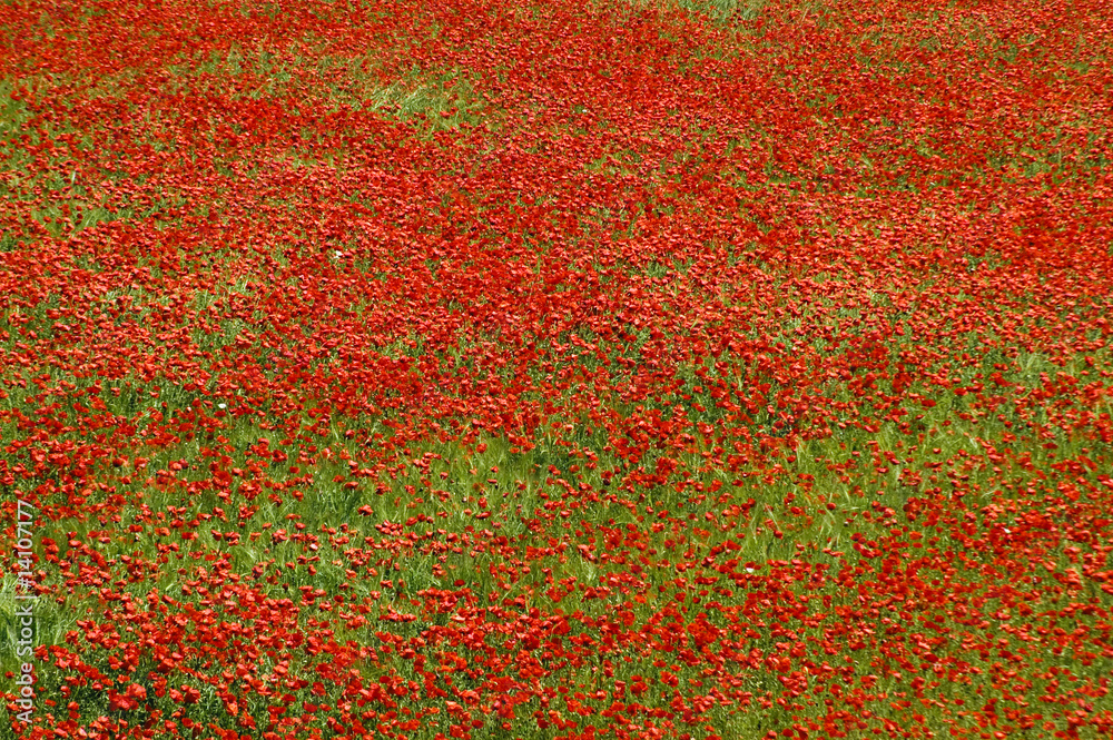 amapolas