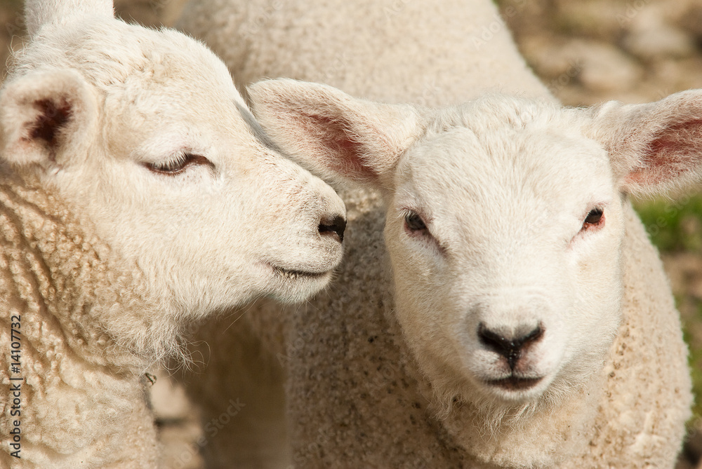 Lambs whisper (IGP8329)