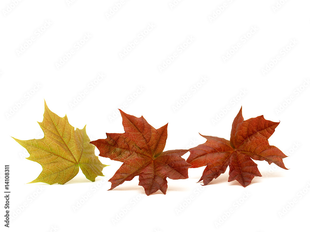Maple leaves Maple leaves