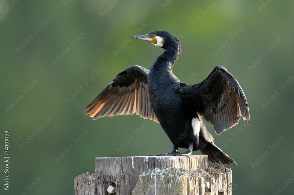 Fototapeta premium Great Cormorant (Phalacrocorax carbo) drying wings
