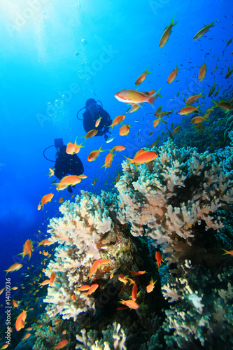 Fototapeta Naklejka Na Ścianę i Meble -  Scuba Divers exploring Coral Reef