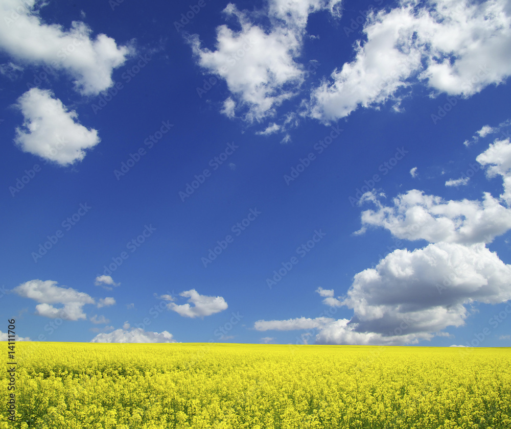 rape field rape field