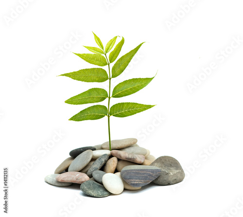 Tree shoot growing from pebbles isolated on white background