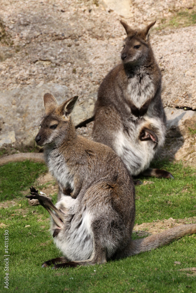 Känguru mit Jungtier im Beutel Känguru mit Jungtier im Beutel