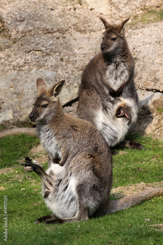 Känguru mit Jungtier im Beutel © Martina Berg
