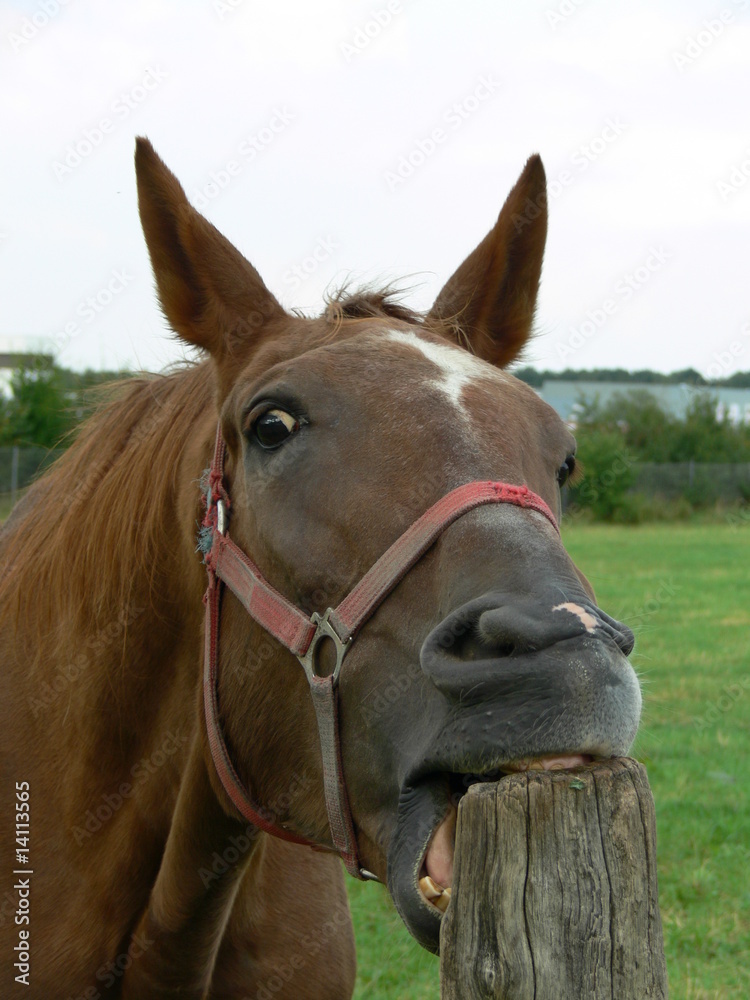 Fototapeta premium Ein Pferd knabbert an einem Holzbalken