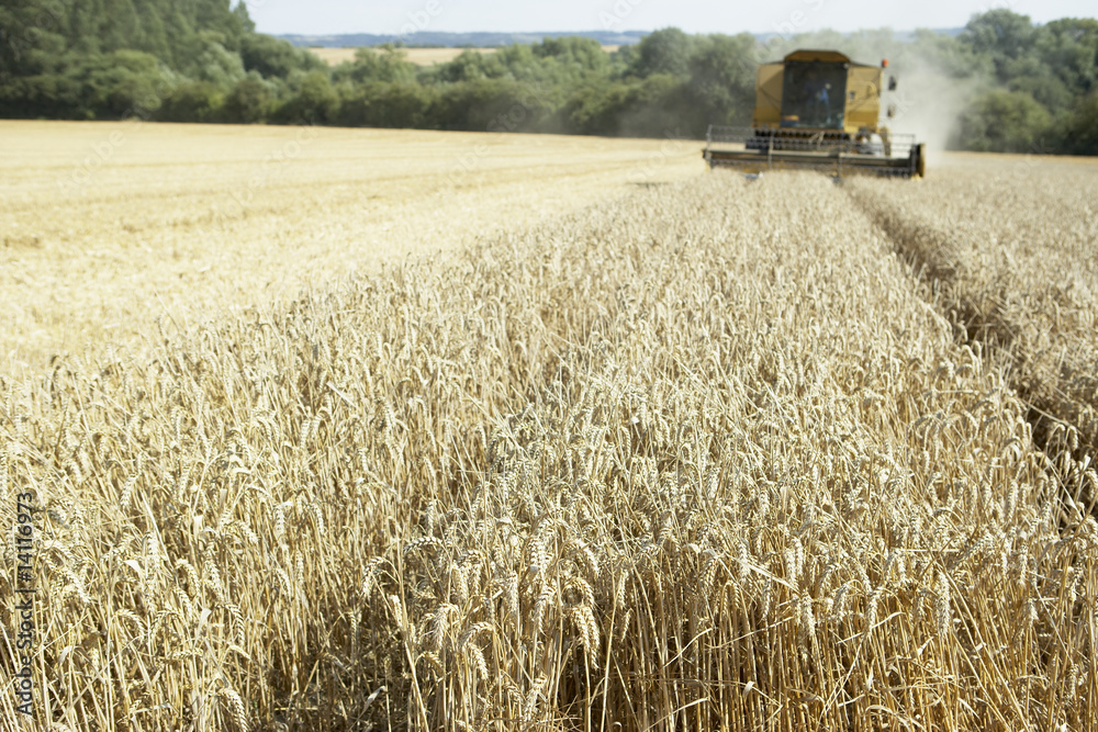 Fototapeta premium Combine Harvester Working In Field