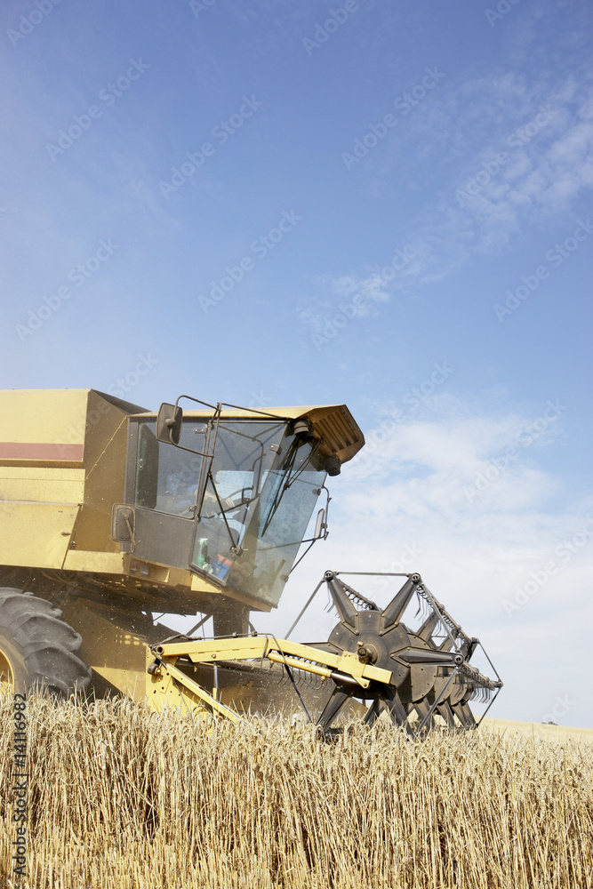 Fototapeta premium Combine Harvester Working In Field