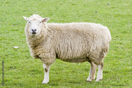 Female Sheep