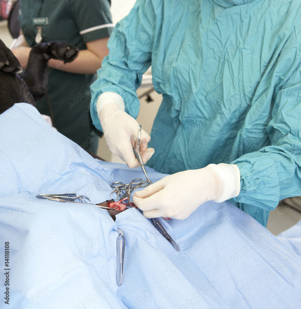 Vet Operating On Dog Vet Operating On Dog
