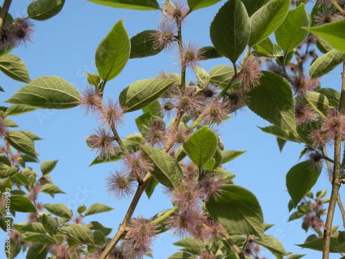 murier de chine en fleur (Broussonetia papyrifera) photo